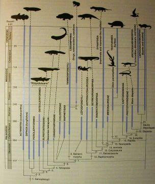 Sarcopterygyii Coelacantha (=Actinistia) Choanata Dipnoi Rhipidistia Rhipidistia