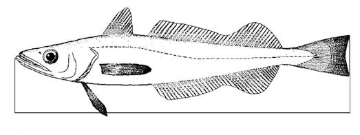 PŘÍLOHA IV Měření velikosti mořských živočichů 1. Velikost ryby se měří, jak uvádí obr. 1, od vrcholu rypce po konec nejdelších paprsků ocasní ploutve. 2.