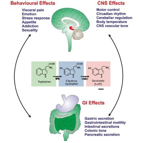 Obrázek 3. Osa střevo mozek a serotonin. Převzato z O Mahony et al., 2015. Bližší popis v textu. Serotonin hraje důležitou roli v obousměrné komunikaci mezi mozkem a GIT.