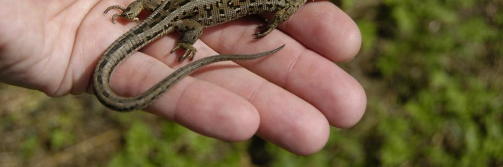 (Lacerta agilis) zjištěné v PR Rybníky v