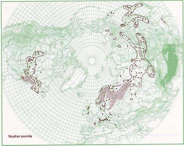 Reliktní druhy Glaciální relikty Nuphar pumila Sparganium angustifolium Isoetes