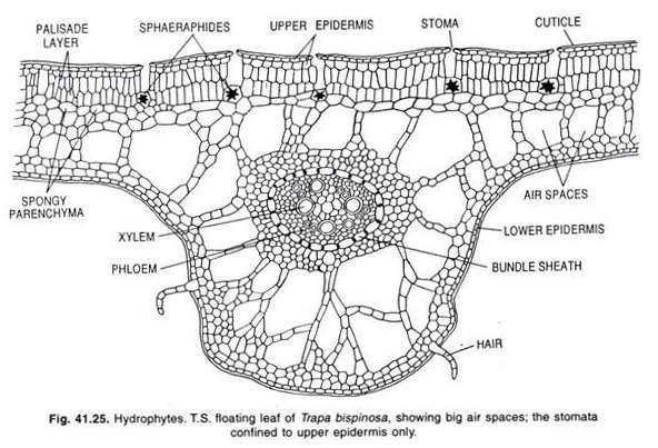 Řez listem Trapa http://cdn.biologydiscussion.