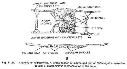 Řez listem Potamogeton http://cdn.biologydiscussion.