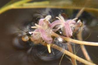 samičí vystrkují bliznu nad hladinu, samčí někdy celé opadají a vyplouvají k hladině (pylové zrno s ostnitou exinou (zadržuje vzduch napomáhá plavání) a voskovou kutikulou pyl se uvolňuje