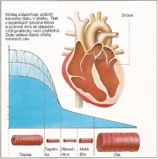 vznikají v místě zaškrcení a ne v srdci. Na jeho počet byly tyto ozvy pojmenovány Korotkovovy.[4] 1.2.