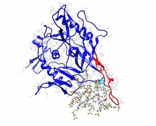 Nanomateriály na bázi dendrimerů pro biomedicínské aplikace: Cílená doprava léčiv, Kontrastní