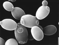 Kvasinky a kvasinkám blízké organizmy Nepohlavní rozmnožování - pučení za vzniku blastokonidií (holoblastická konidiogeneze),