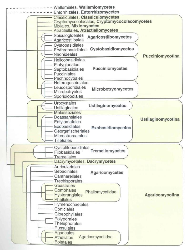 Kvasinky a kvasinkám blízké organizmy Kvasinková stádia oddělení Basidiomycota Pucciniomycotina, Microbotryomycetes, Sporidiobolales anamorfa Sporobolomyces anamorfa Rhodotorula Agaricomycotina,