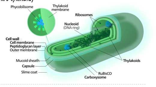 Sinice stavba buňky protoplast ve středu světlejší centroplazma s převládající cytoplazmou, DNA, ribozomy na povrchu chromatoplazma výrazněji zbarvená s