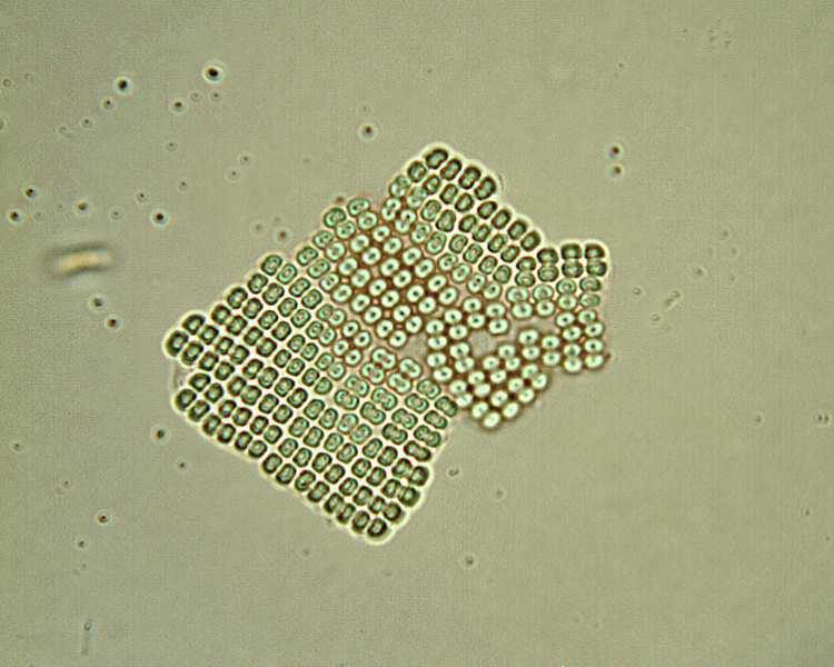Řád Synechococcales Merismopedia - deskovité kolonie s buňkami v řadách, častá ve sladkovodním