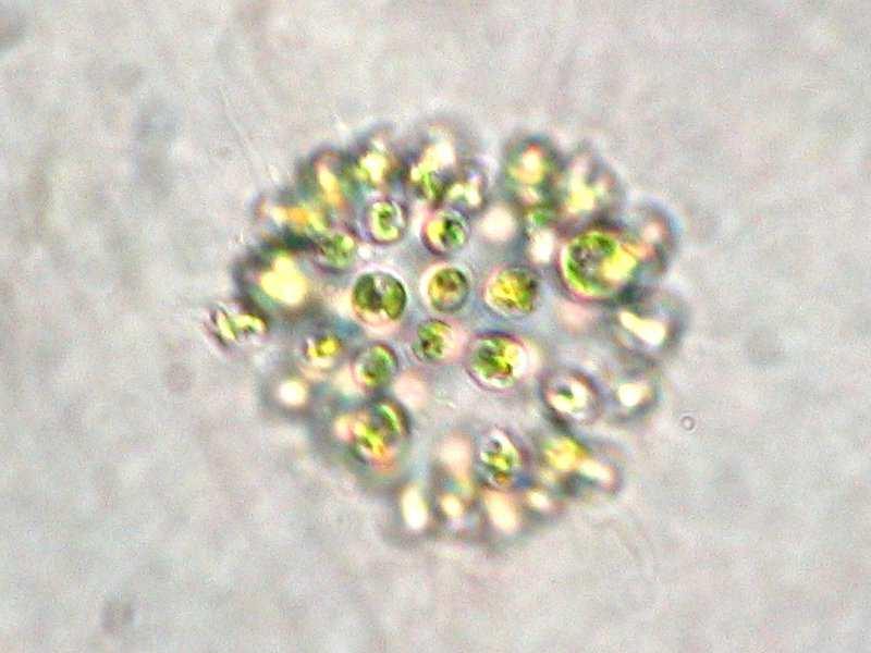 Řád Chroococcales jednobuněčné, samostatně nebo v koloniích žijící sinice obklopené slizem Microcystis aeruginosa - tvoří kolonie nepravidelného tvaru, složené z kulovitých buněk v amorfním slizu.