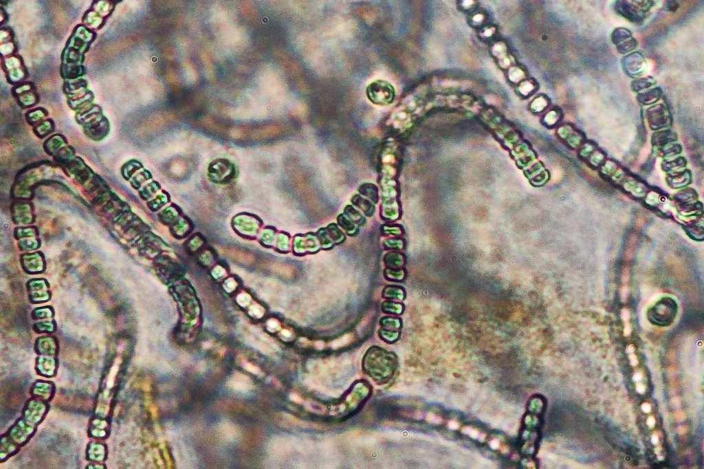 Řád Nostocales Nostoc (jednořadka) vláknité kolonie s koncovými heterocyty ponořené v amorfním slizu, kolonie makroskopické (velikost až