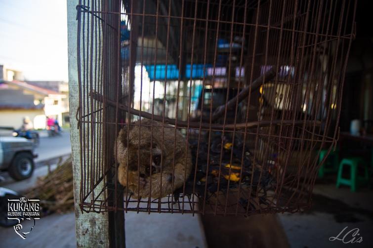 Na úvod s radostí oznamujeme, že The Kukang Rescue Program získal oficiální podporu skupiny odborníků pro taxon poloopic Prosimian TAG Evropské asociace zoologických zahrad a akvárií (EAZA) a byl