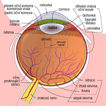 světločivná vrstva optický systém Oko - smyslový