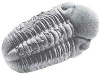 Trilobit