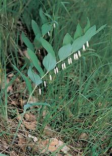 CHKO Slavkovsk les martagon), kruãinka nûmecká (Genista germanica), tolita lékafiská (Vincetoxicum hirundinaria) a vzácnû hlad irolist (Laserpitium latifolium).