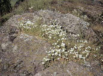 PlzeÀsko a Karlovarsko Kvetoucí endemick roïec kufiiãkolist (Cerastium alsinifolium) ve vrcholové ãásti NPP KfiíÏky. smrãiny.