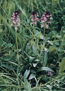 PlzeÀsko a Karlovarsko 3 2 Vstavaã osmahl (Orchis ustulata), Suk u Karlov ch VarÛ. 2 Vrba borûvkovitá (Salix myrtilloides). 3 Zevar nejmen í (Sparganium minimum). vrbu plazivou (Salix repens), v.