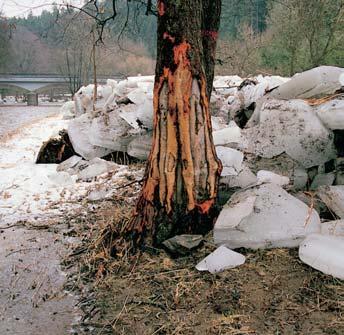 PlzeÀsko a Karlovarsko Jarní ledy na fiece Teplé obru- ují i bfiehovou vegetaci. mezi 20 50 za rok, poãet letních dnû mezi 20 aï 40.