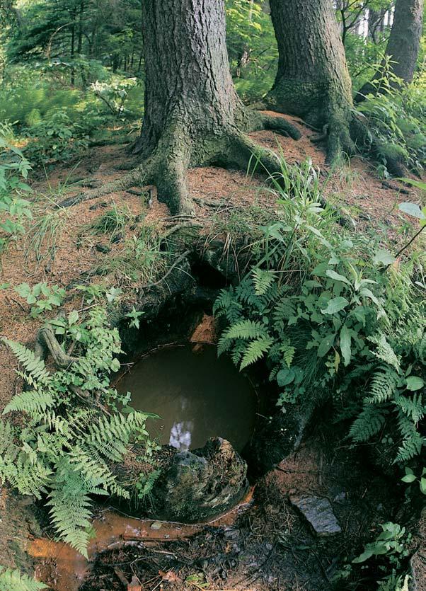 CHKO Slavkovsk les stavou Komáfiích rybníkû. Mnohem slavnûj í a známûj í je v ak Dlouhá stoka, která pfiivádí vodu z Kladského rybníka do Krásna.