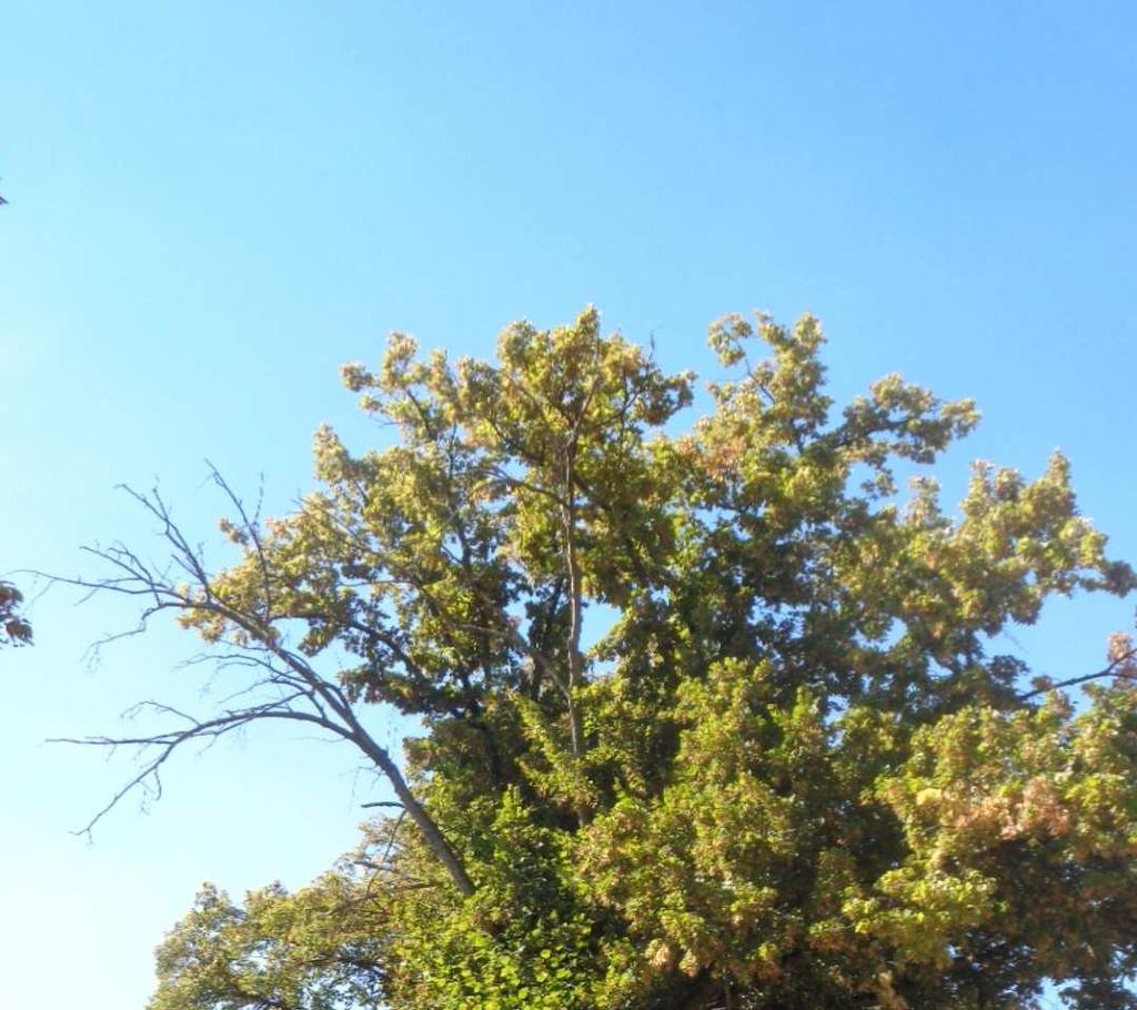 Č.3 Lípa velkolistá (Tilia platyphyllos) Biometrické parametry: Jedná se o dospělý, cca 12m vysoký strom.