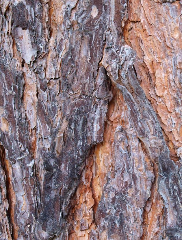 Borovice černá Pinus nigra Borovice lesní Pinus