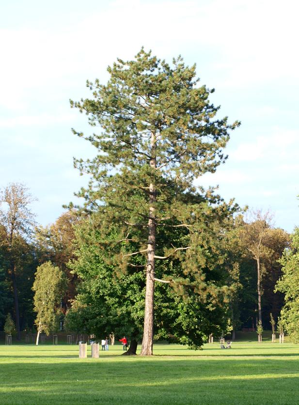 dvou, až 15 cm dlouhé, tj.