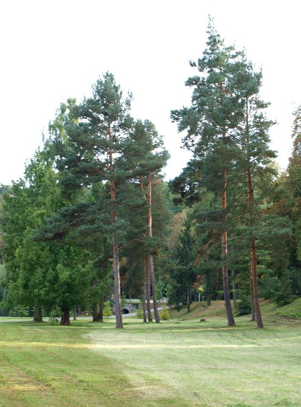 Šišky okolo 5 cm dlouhé, téměř přisedlé, borka