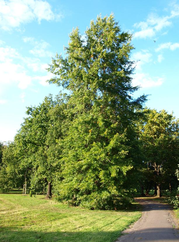 Dub bahenní Quercus palustris Dub letní Quercus robur 3 4 25 26