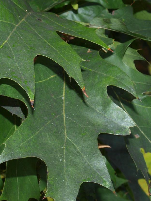 Dřezovec trojtrnný Gleditsia triacanthos Dub červený Quercus rubra 5 6 23 24 Listy jednou až dvakrát