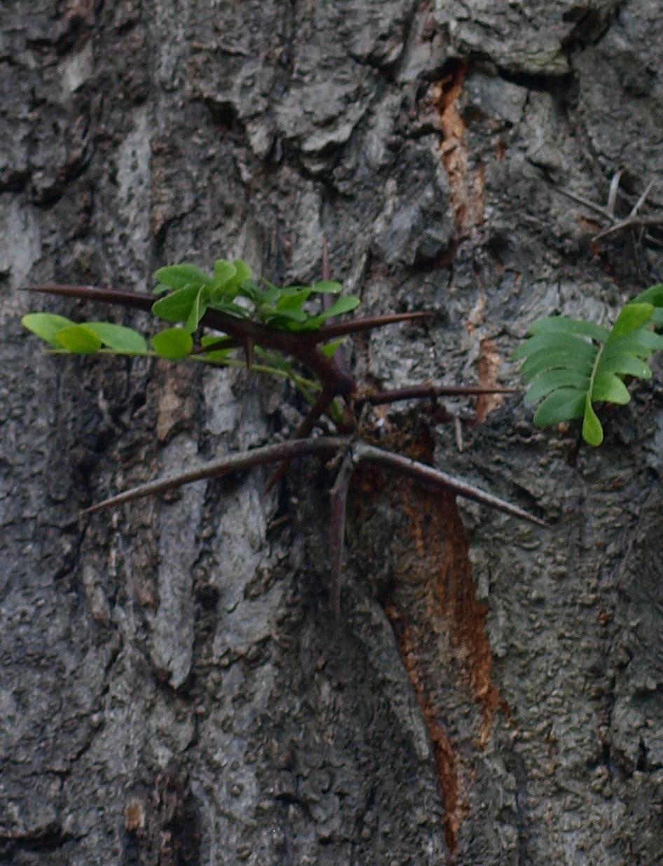 karmí nově červeně zbarvují. Pupe ny lesklé, skořicově červené, drobné (pod 5 mm), spirálně postavené.