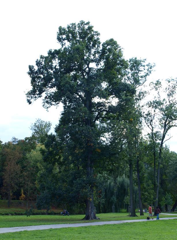 Javor klen Acer pseudoplatanus Jilm drsný Ulmus glabra 7 8 21 22