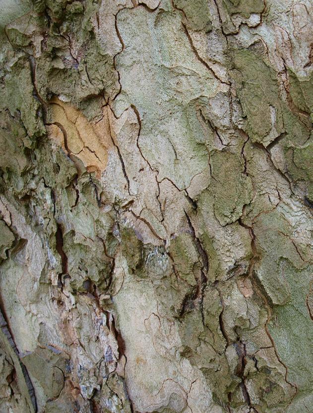 Katalpa trubačovitá Catalpa bignonioides Platan javorolistý Platanus x hybrida 9