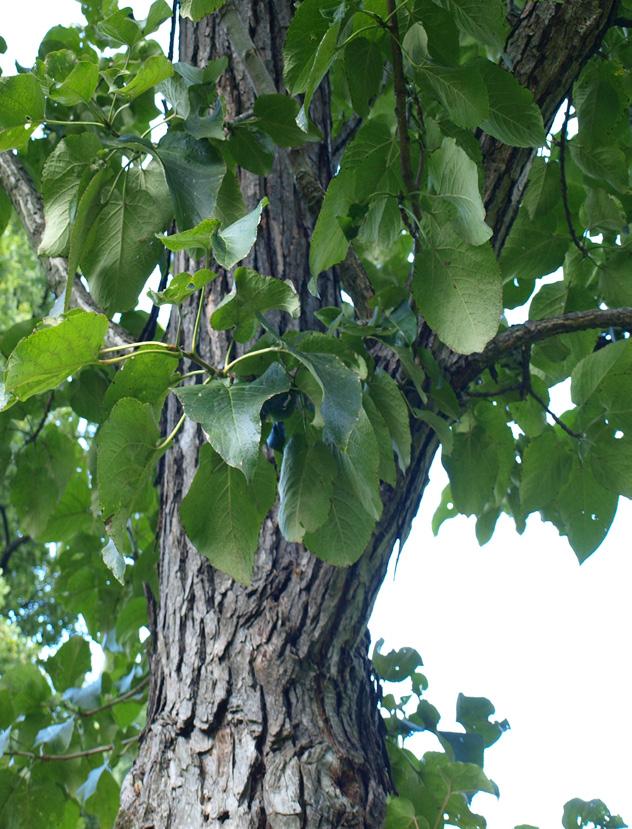 Borka vláknitá, odlupující se, hnědá až skořicově červená.