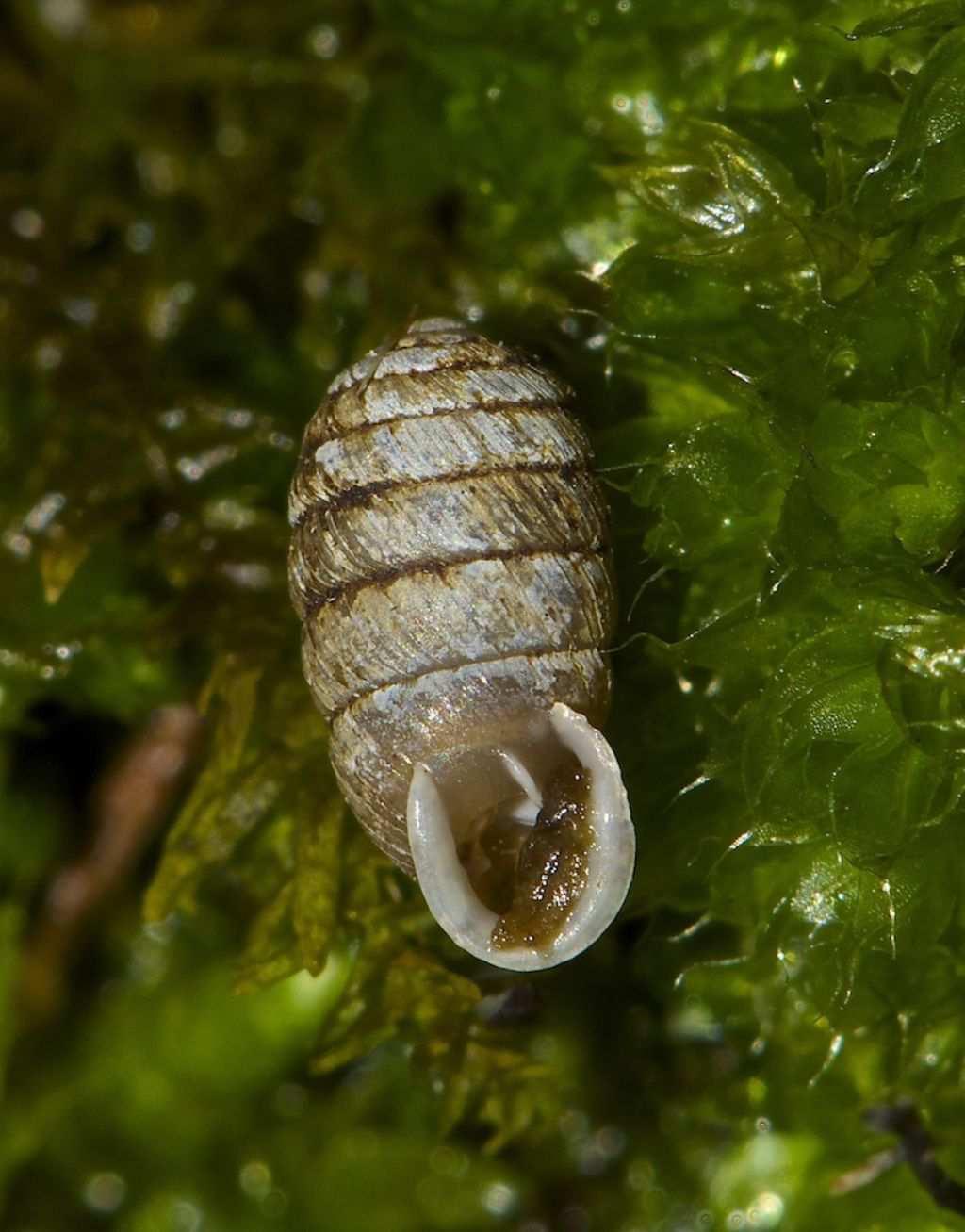 2.1 Podtřída: Plicnatí (Pulmonata) 2.1.1 Čeleď: Orculidae (Sudovkovití) Sphyradium doliolum (Sudovka žebernatá) Ulita: žebrovaná, světle hnědé barvy, u ústí až 2 splývající záhyby, poslední 3 závity