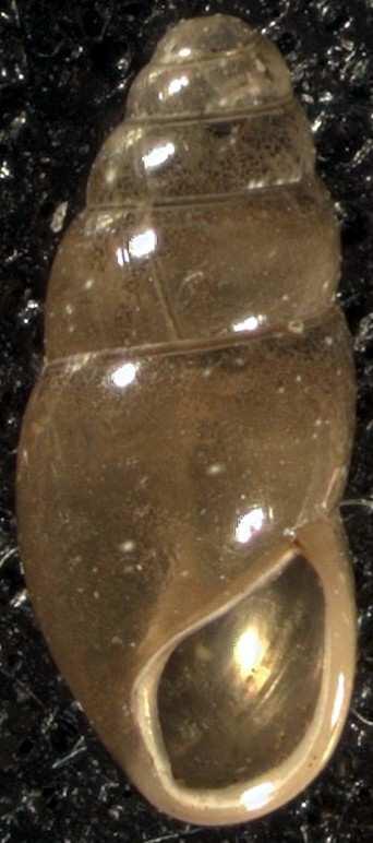 3 Čeleď: Cochlicopidae (Oblovkovití) Cochlicopa lubricella (Oblovka drobná) Ulita: