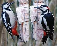 1.2 Řád: Šplhavci (Piciformes) Šplhavci mají obvykle nápadný zobák, který nabývá různých forem zejména v závislosti na typu přijímané potravy.