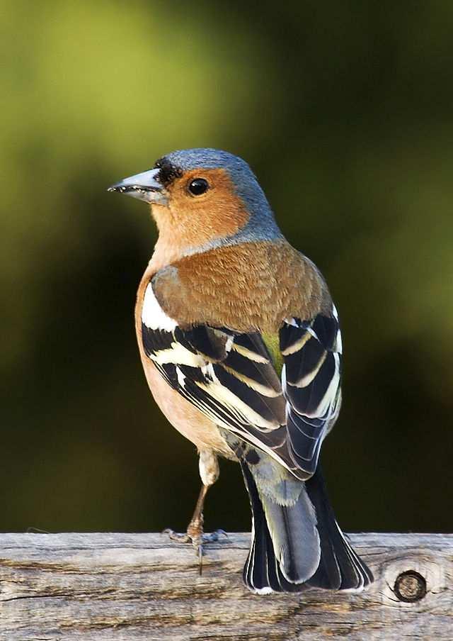 Obr. 7 Pěnkava obecná (Fringilla coelebes) Sýkora babka (Parus palustris)- Druh sýkory, který je menší než vrabec.