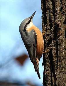 Obr. 9 Brhlík lesní (Sitta europaea) Budníček lesní (Phylloscopus sibilatrix)- Menší než vrabec. Bílé břicho, hrdlo a prsa žluté, stejně tak nadoční široký proužek. Vábení: opakované dý.