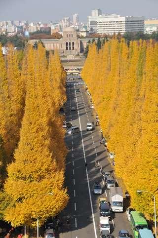 Platanus acerifolia Robinia