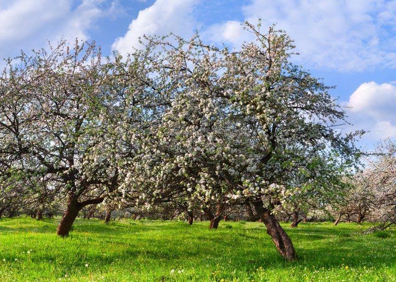 Jabloň Malus Jablone patria medzi dlhoveké stromy.