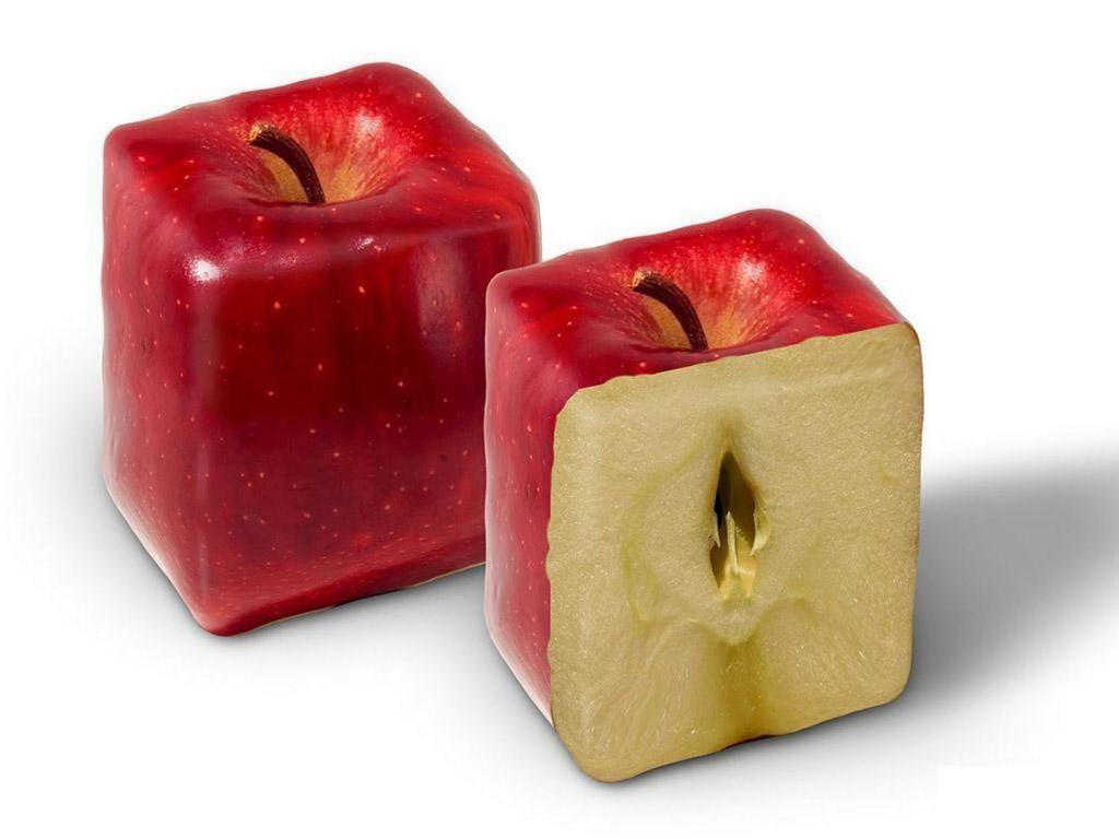 U nás pestované odrody jabloní sú