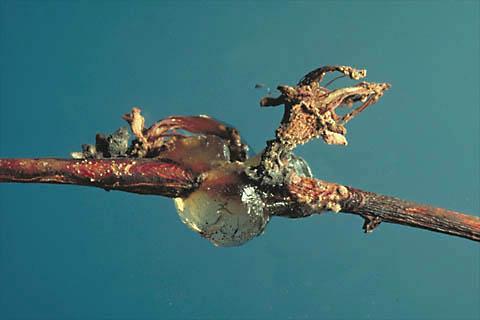 Huba prezimuje vo forme mycélia na starých nekrotických plodoch a infikovaných odumretých vetvičkách. Na jar sa ďalej šíri do okolia pomocou vetra.