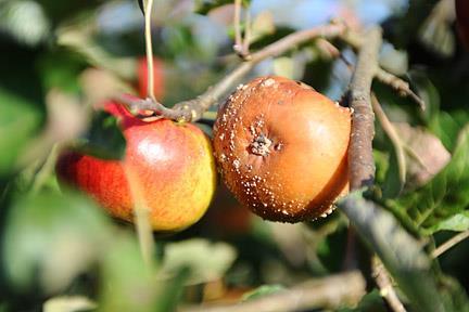 Sazovitost jabĺk Gloeodes pomigena Ochorenie spôsobuje saprofytická huba sa prejavuje sa šedočiernym škvrnami na plodoch, takže jablká, hrušky, rajčiny a banány vyzerajú ako špinavé.