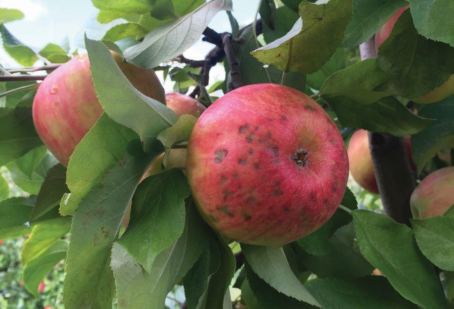 Obaľovač jablčný Cydia pomonella Patrí medzi najzávažnejších škodcov na jabloniach. Spôsobuje červivosť plodov. Ide o malého motýlika, samička kladie vajíčka malé larvy do plodov.