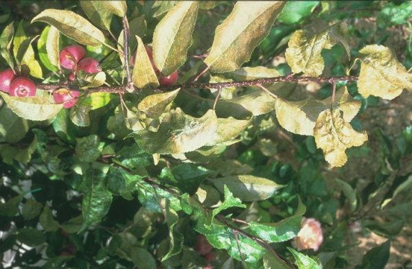 Roztočec ovocný Panonychus ulmi, roztočec chmeľový Tetranychus telarius Drobní roztočci, ktorí saním na spodnej strane listov pri premnožení spôsobujú škody nielen na jabloniach ale môže poškodzovať