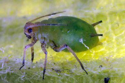 Voška jabloňová Aphis pomi, voška skorocelová Dysaphis plantaginea Známi škodcovia,