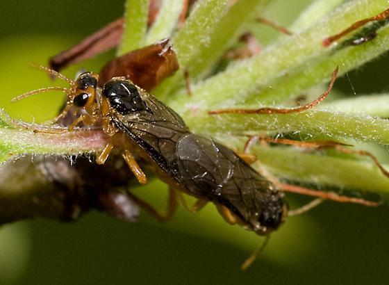 Kvetovka jabloňová Anthonomus pomorum Väčšie škody spôsobuje iba v blízkosti lesa alebo sadov, kde prezimuje a odtiaľ dospelé jedince nalietavajú na jablone.