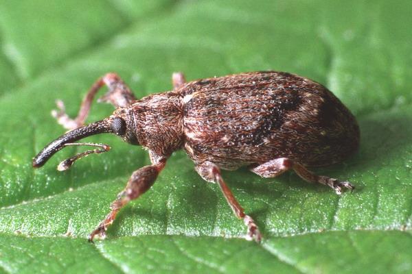 Hryzec vodný Arvicola amphibius Škodca jabloní, najmä v blízkosti vodných tokov a vodných plôch. Hryzec je drobný hlodavec, ktorý cez deň žije v zemi a v noci vylieza na povrch za potravou.