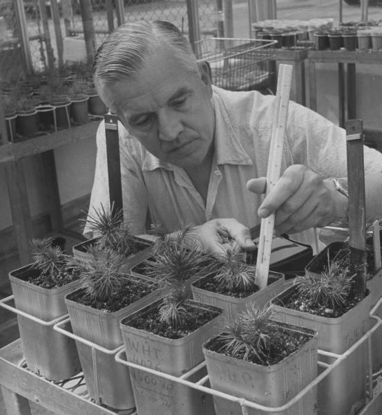 Frits Warmolt Went (18.5. 1903 1.5. 1990) 31 narozen v Utrechtu (Holandsko), syn prominentního holandského botanika Friedricha A. F. C. Wenta 1927 Ph.D.